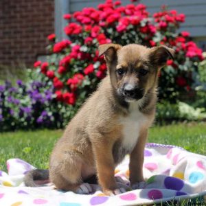 Tessa, German Shepherd Mix Puppy