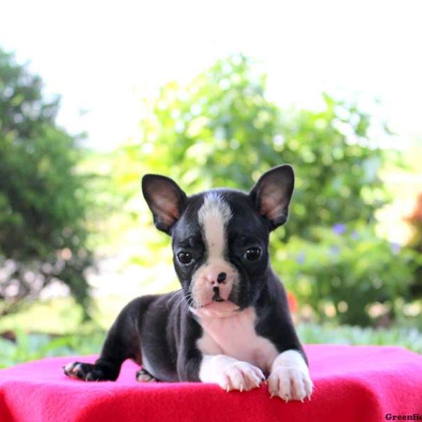 Tex, Boston Terrier Puppy