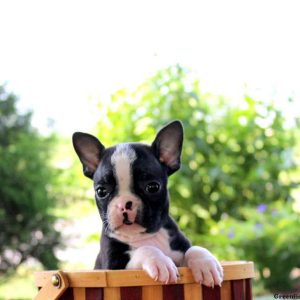 Tex, Boston Terrier Puppy