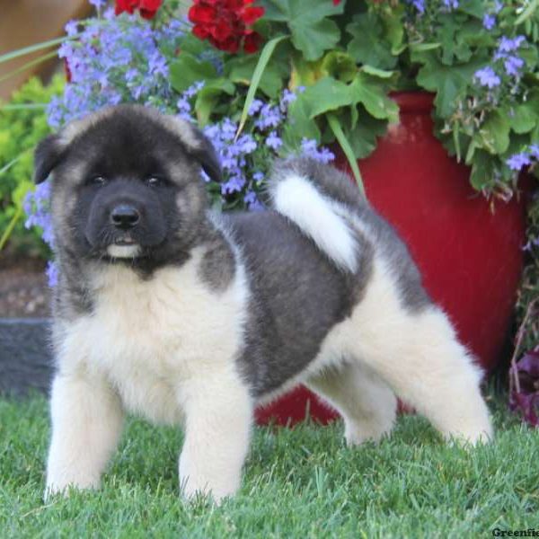 Theo, Akita Puppy