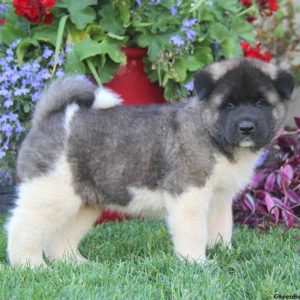 Theo, Akita Puppy