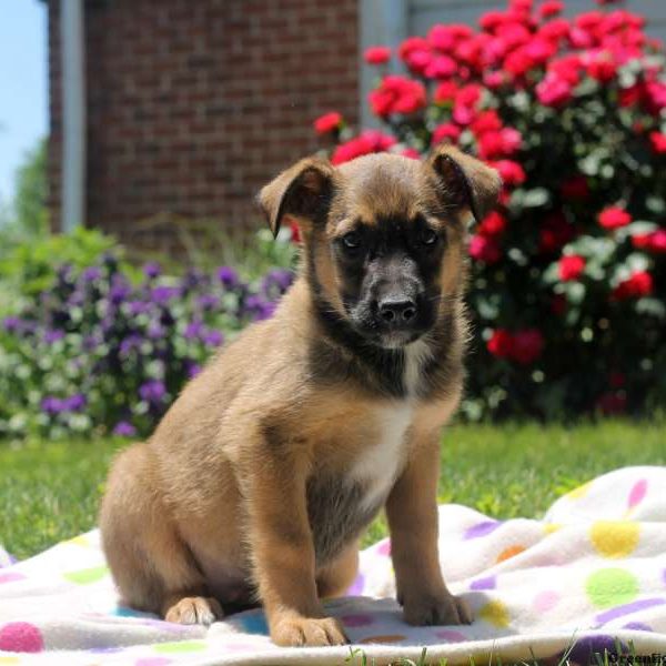 Theresa, German Shepherd Mix Puppy