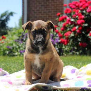 Theresa, German Shepherd Mix Puppy