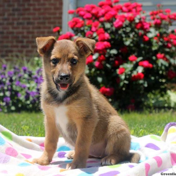 Tia, German Shepherd Mix Puppy