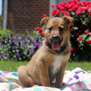 Tia, German Shepherd Mix Puppy