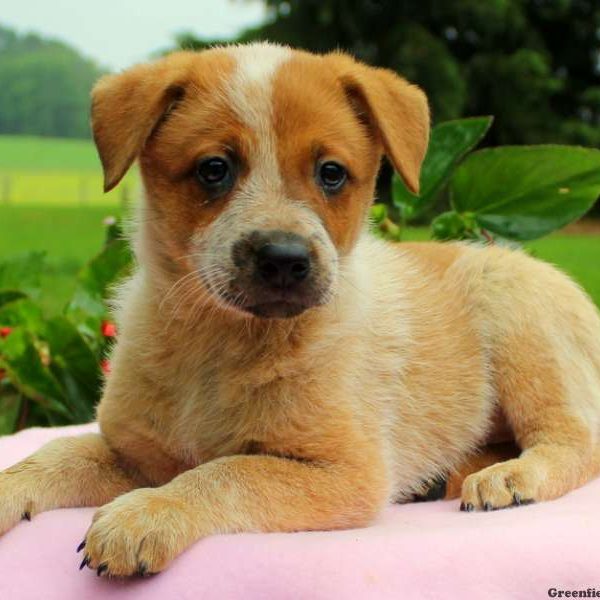 Tiffany – Red Heeler, Blue Heeler – Australian Cattle Dog Puppy