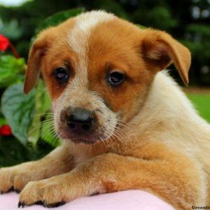 Tiffany – Red Heeler, Blue Heeler – Australian Cattle Dog Puppy