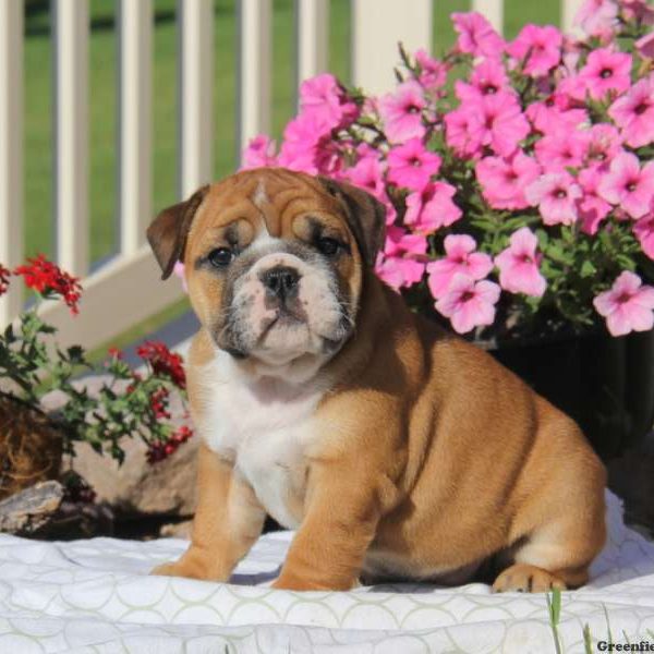 Tiffany, English Bulldog Puppy