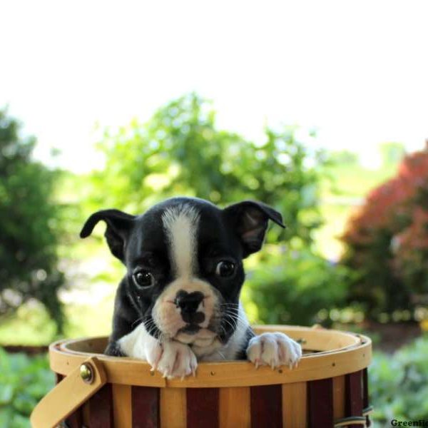 Tiffany, Boston Terrier Puppy