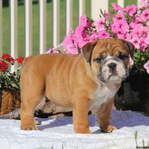 Tiffany, English Bulldog Puppy