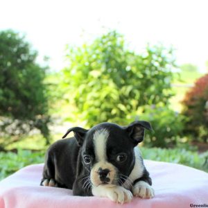 Tiffany, Boston Terrier Puppy