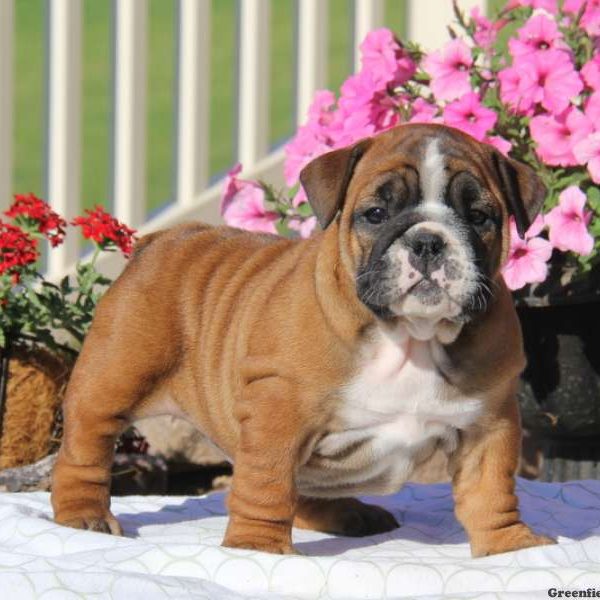 Tillie, English Bulldog Puppy