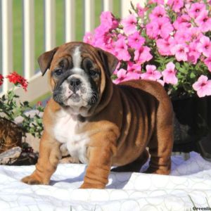 Tillie, English Bulldog Puppy