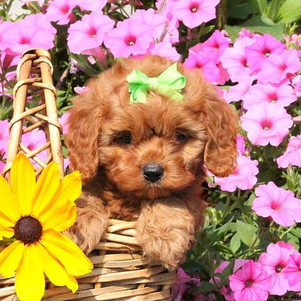 Timber, Cavapoo Puppy