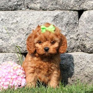 Timber, Cavapoo Puppy