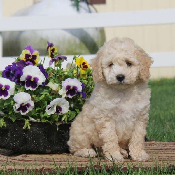 Timmy, Cockapoo Puppy