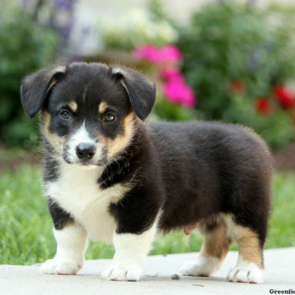 Timmy, Pembroke Welsh Corgi Puppy