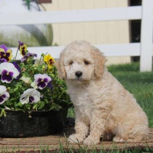 Timmy, Cockapoo Puppy