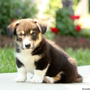 Timmy, Pembroke Welsh Corgi Puppy