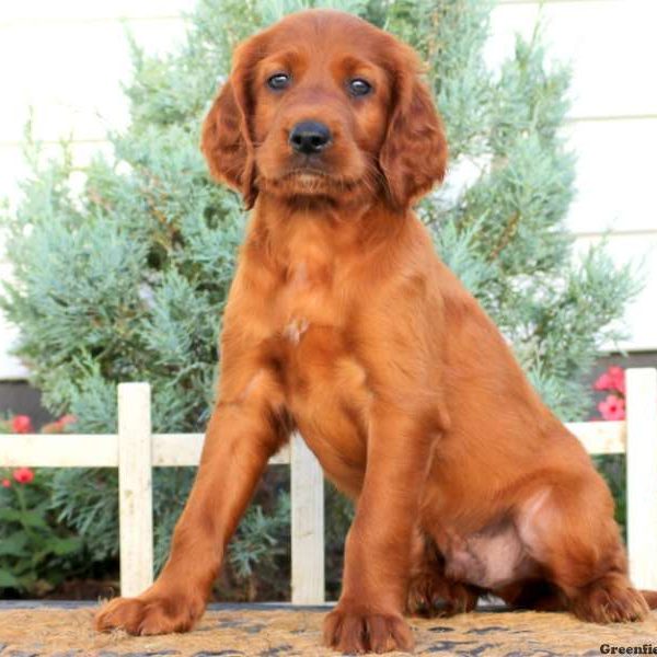 Timothy, Irish Setter Puppy