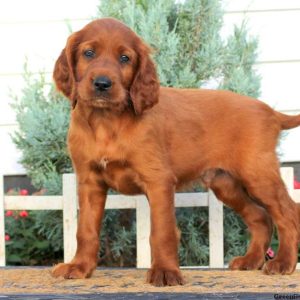 Timothy, Irish Setter Puppy