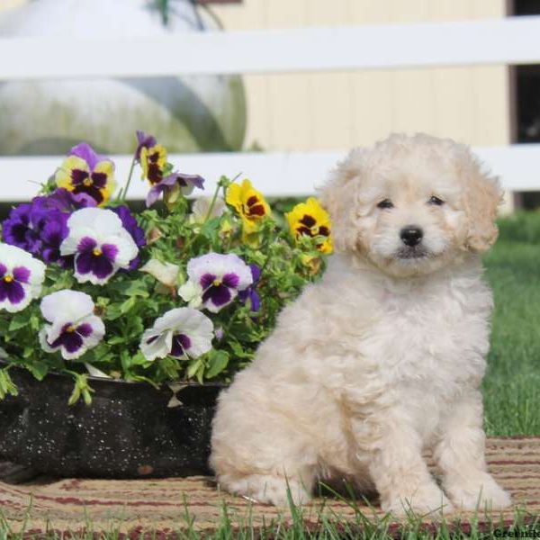 Tina, Cockapoo Puppy