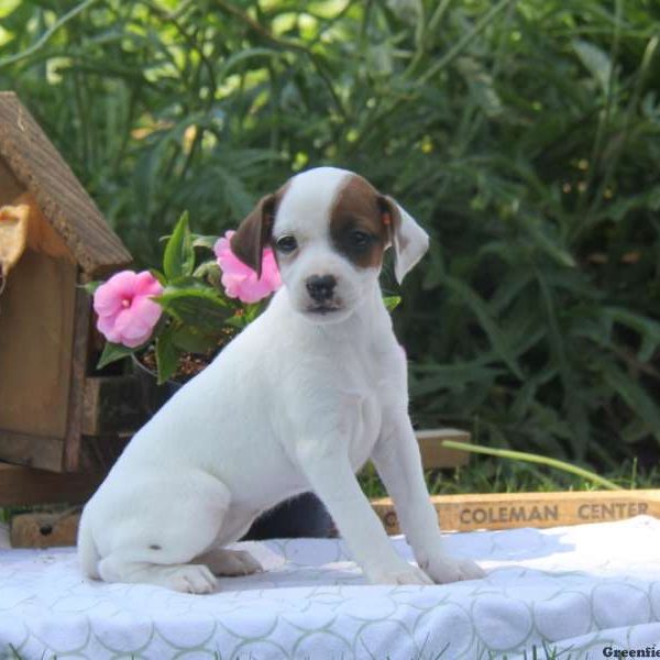 Tina, Jack Russell Terrier Puppy