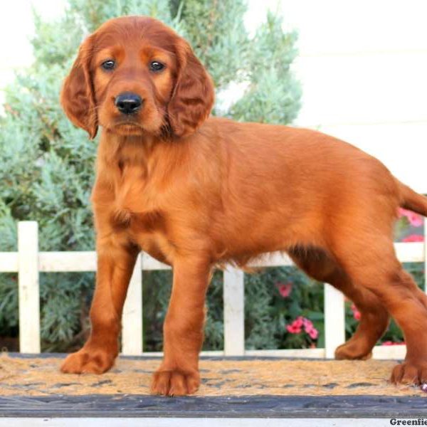 Tina, Irish Setter Puppy