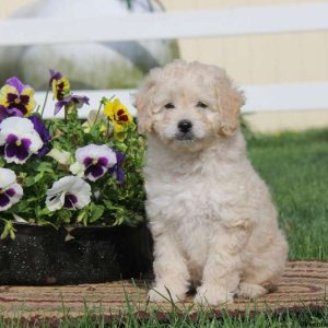 Tina, Cockapoo Puppy