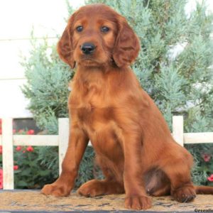 Tina, Irish Setter Puppy