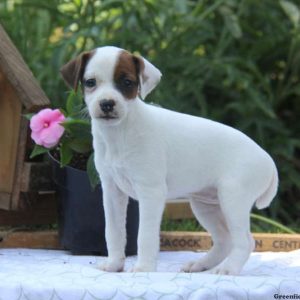 Tina, Jack Russell Terrier Puppy