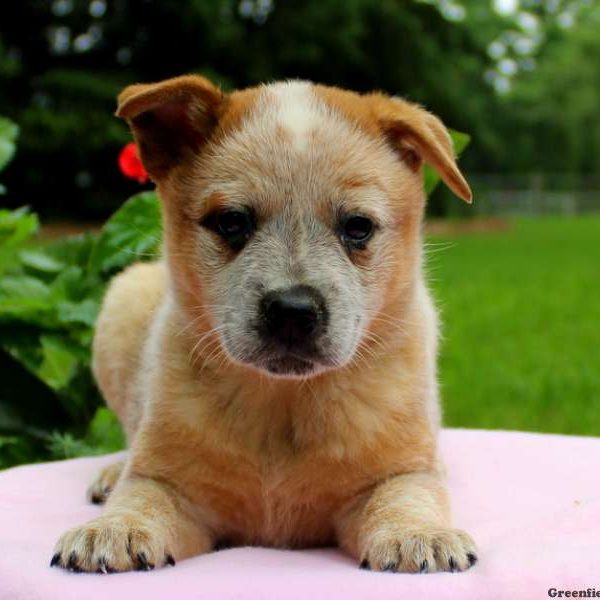 Tinker – Red Heeler, Blue Heeler – Australian Cattle Dog Puppy