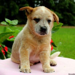 Tinker – Red Heeler, Blue Heeler – Australian Cattle Dog Puppy