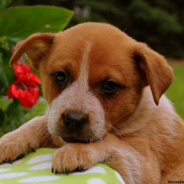 Tiny – Red Heeler, Blue Heeler – Australian Cattle Dog Puppy