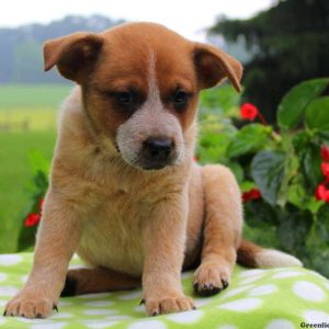 Tiny – Red Heeler, Blue Heeler – Australian Cattle Dog Puppy