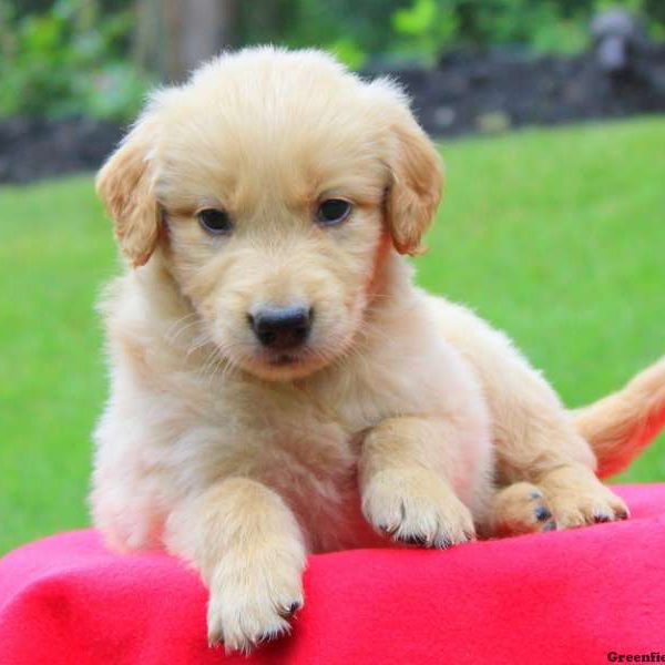 Titus, Golden Retriever Puppy