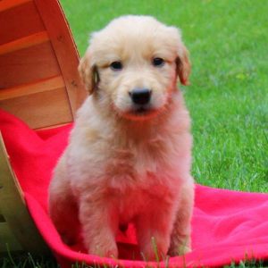 Titus, Golden Retriever Puppy