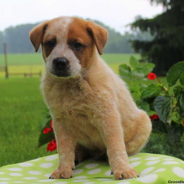 Tobias – Red Heeler, Blue Heeler – Australian Cattle Dog Puppy