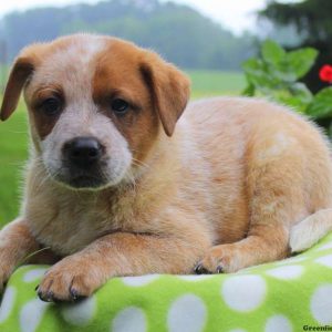 Tobias – Red Heeler, Blue Heeler – Australian Cattle Dog Puppy