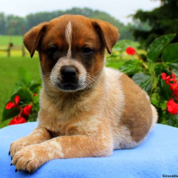 Toby – Red Heeler, Blue Heeler – Australian Cattle Dog Puppy