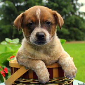 Toby – Red Heeler, Blue Heeler – Australian Cattle Dog Puppy