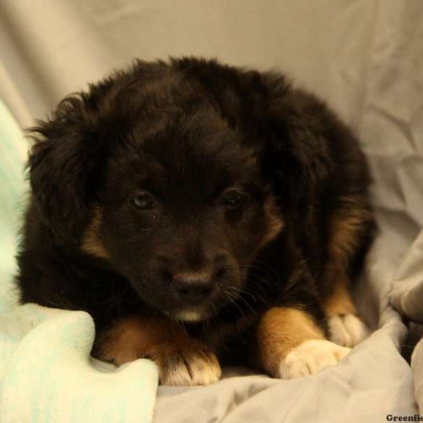 Toby, Australian Shepherd-Miniature Puppy