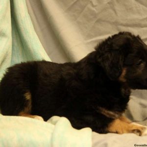 Toby, Australian Shepherd-Miniature Puppy