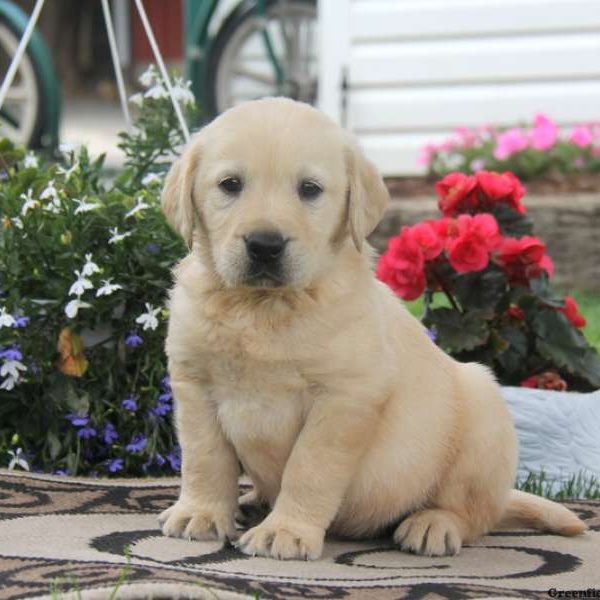 Todd, Golden Labrador Puppy