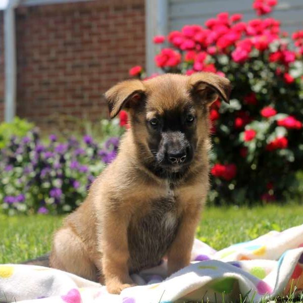 Todd, German Shepherd Mix Puppy