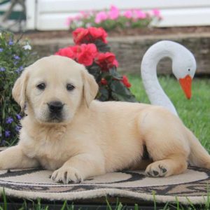 Todd, Golden Labrador Puppy