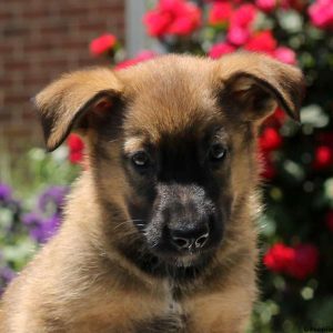 Todd, German Shepherd Mix Puppy