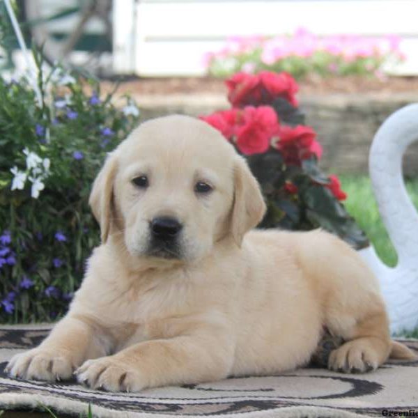 Tommy, Golden Labrador Puppy