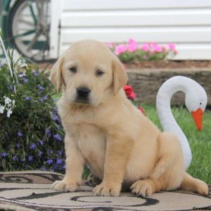 Tommy, Golden Labrador Puppy