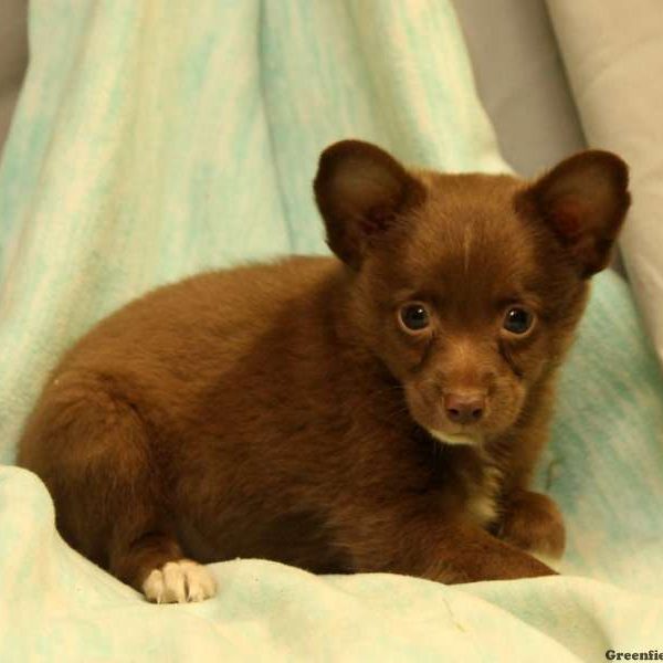 Tozer, Australian Shepherd-Toy Puppy